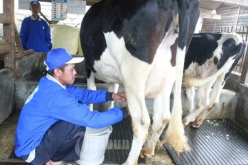 Gawat Protes Susu Impor 20 Ribu Peternak Boyolali Terancam