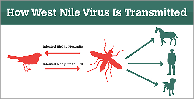 Mengerikan Virus West Nile 2024